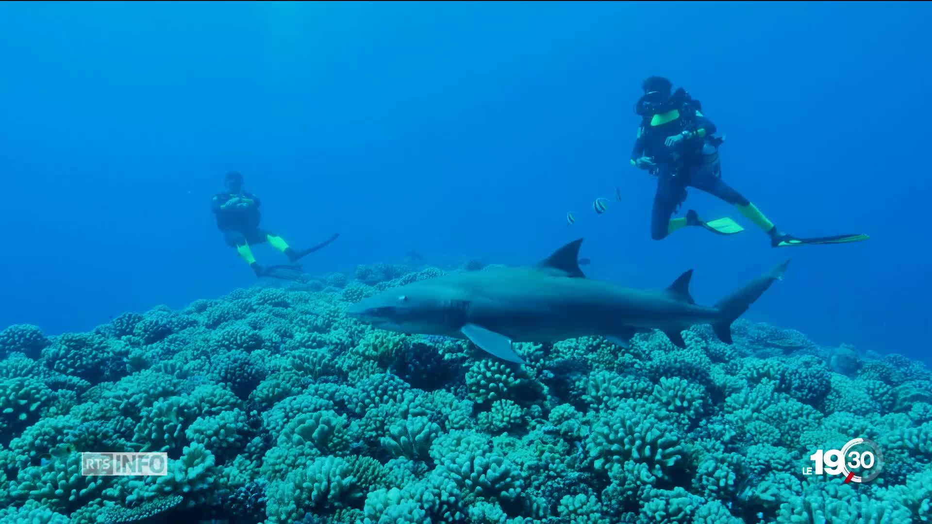 Requins en Polynésie: dans certaines zones, plus de 90% des populations ont disparu, d'autres sont menacées.
