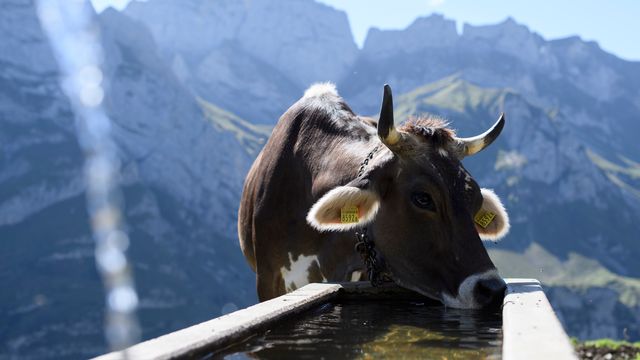 Les partisans de l'initiative pour des vaches à cornes ont présenté leurs arguments. [Gian Ehrenzeller - Keystone]