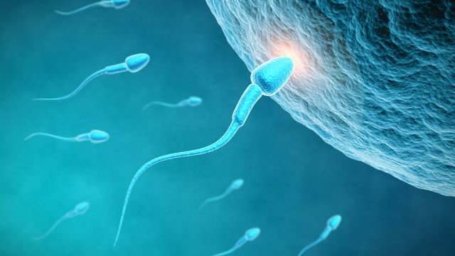 Chaque année, la concentration de spermatozoïdes diminue de presque 2%. [Sashkin  - Fotolia]