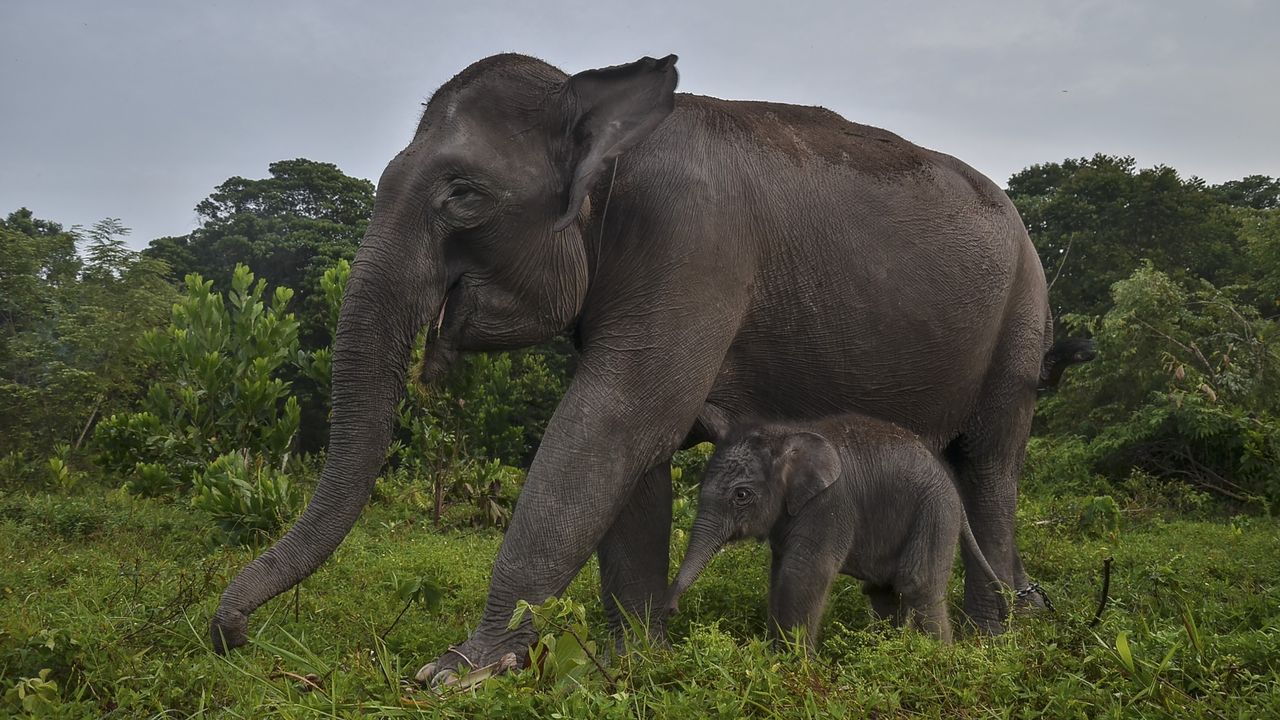 Un bébé éléphant de Sumatra et sa mère, dans le parc national de Riau, en Indonésie. [Anadolu Agency - Wahyudi]