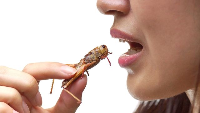 Manger des insectes inspire le dégoût sous nos latitudes.
weerapat1003
Fotolia [weerapat1003 - Fotolia]