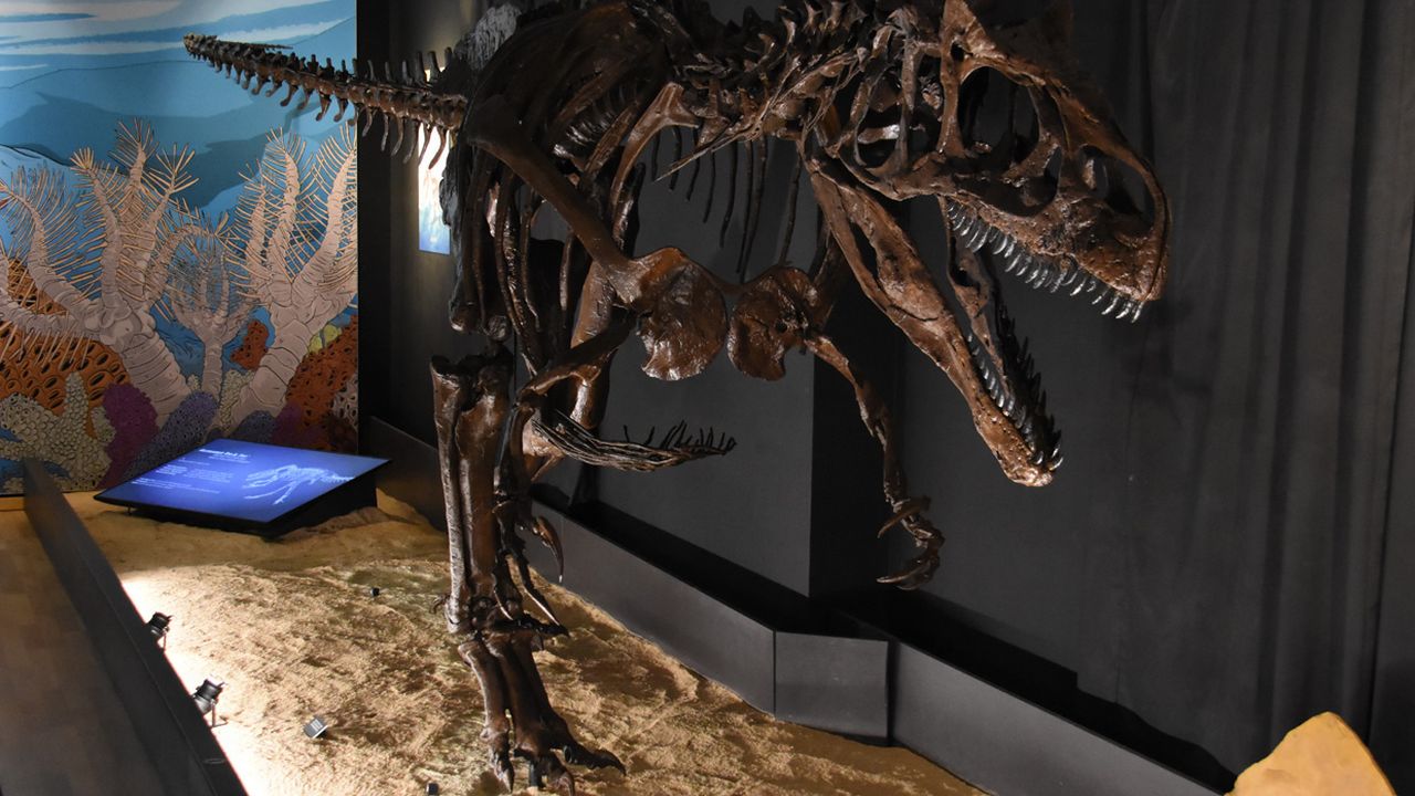 Un squelette exceptionnel d’allosaure au Jurassica Museum à Porrentruy. [Gaël Klein - RTS]