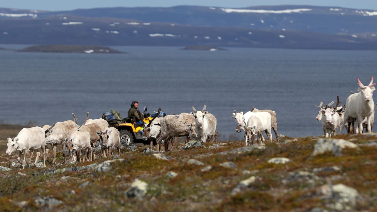 Le projet minier inquiète la communauté sami, en Laponie. [Stoyan Nenov  - Reuters]