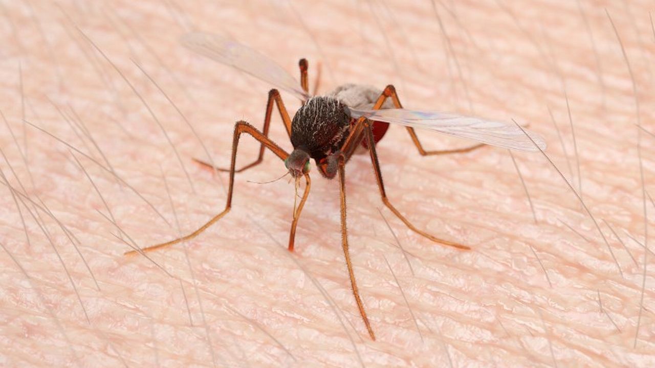 Un moustique en train de piquer quelqu'un. [Science Photo Library - afp]