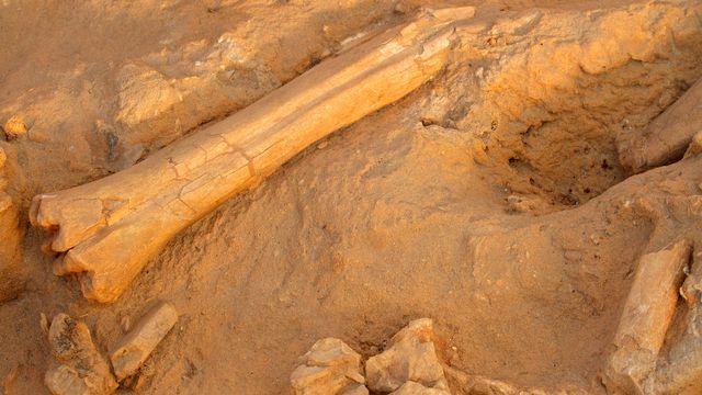 De nombreux fossiles de dinosaures ont été découverts en Argentine. [EcoPic - Depositphotos]