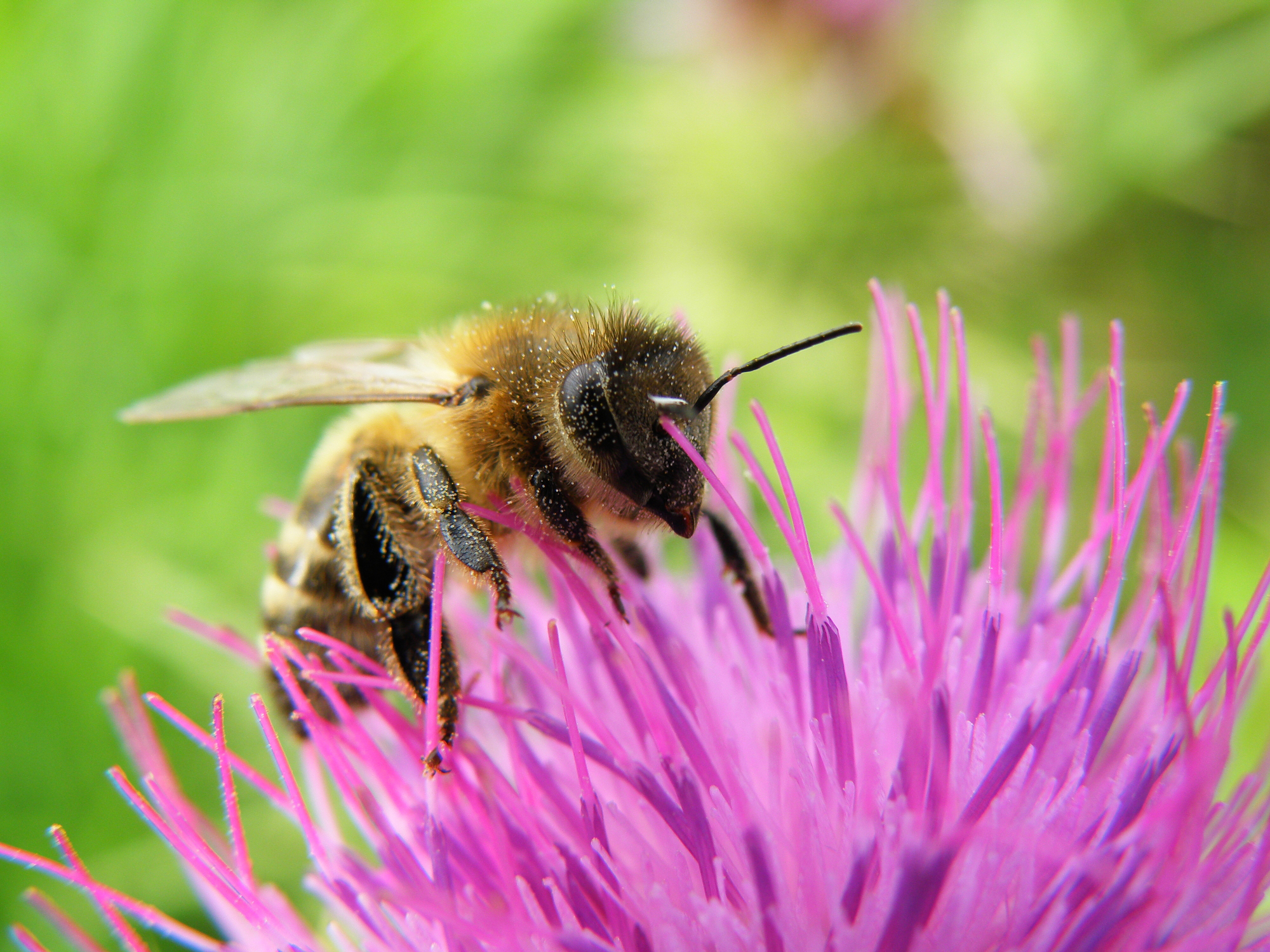 L'abeille est l'insecte pollinisateur le plus emblématique.