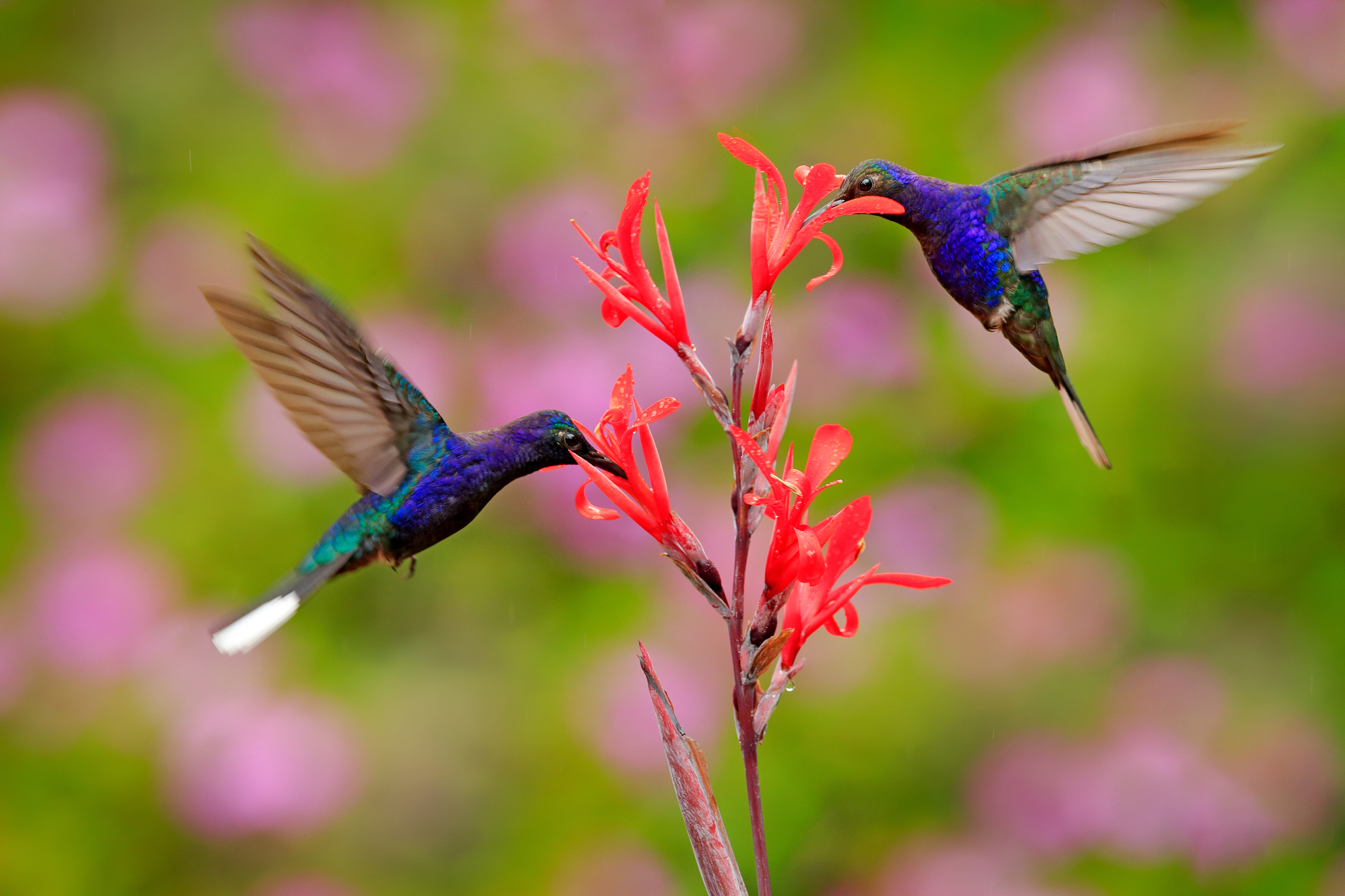 Les colibris se sont des agents pollinisateur de certaines fleurs.