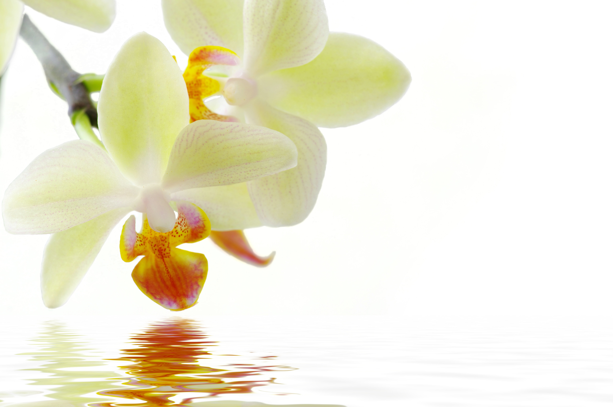 Les orchidées sont les championnes des stratégies de pollinisation.