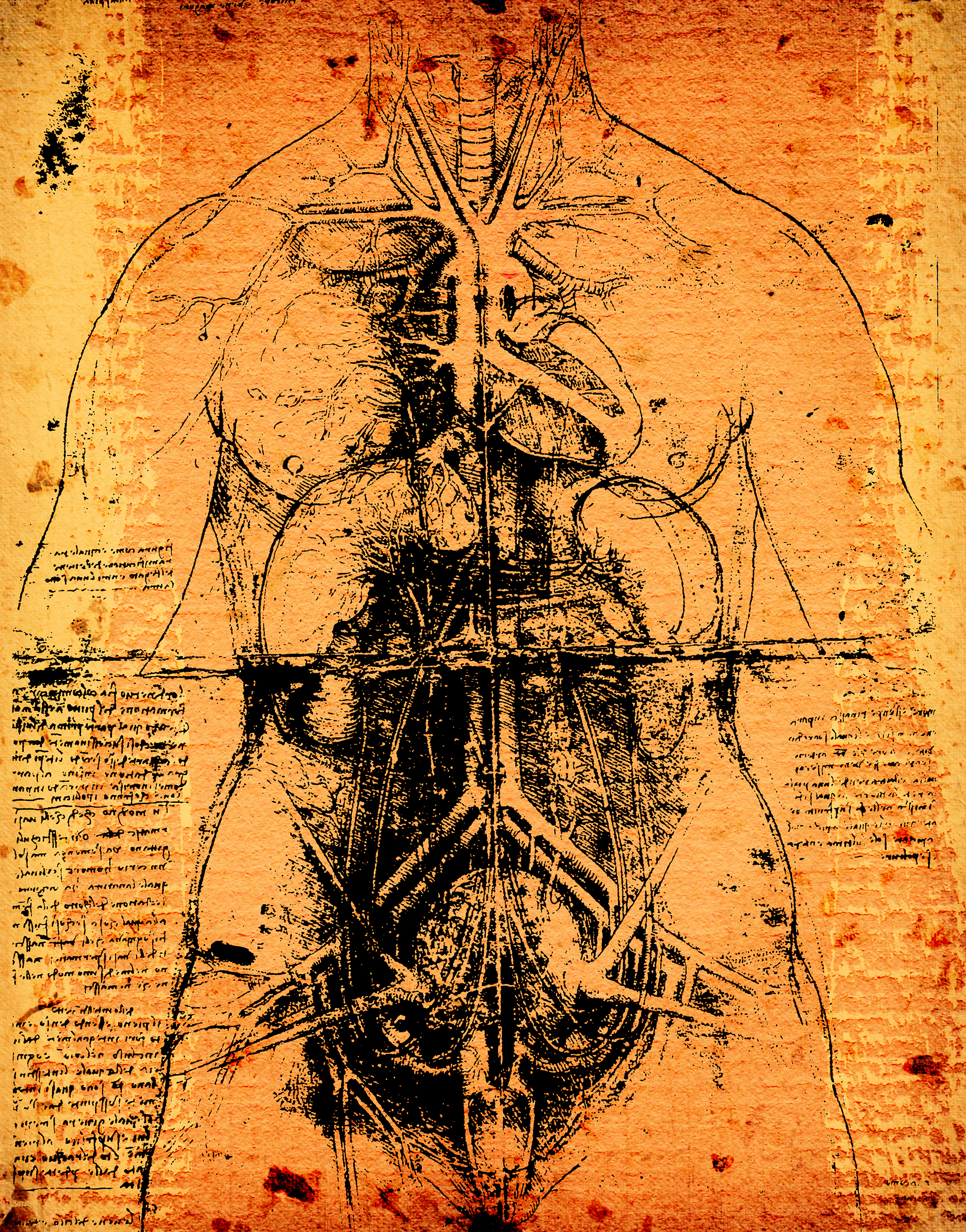Da Vinci a fait progresser la connaissance de l'anatomie.