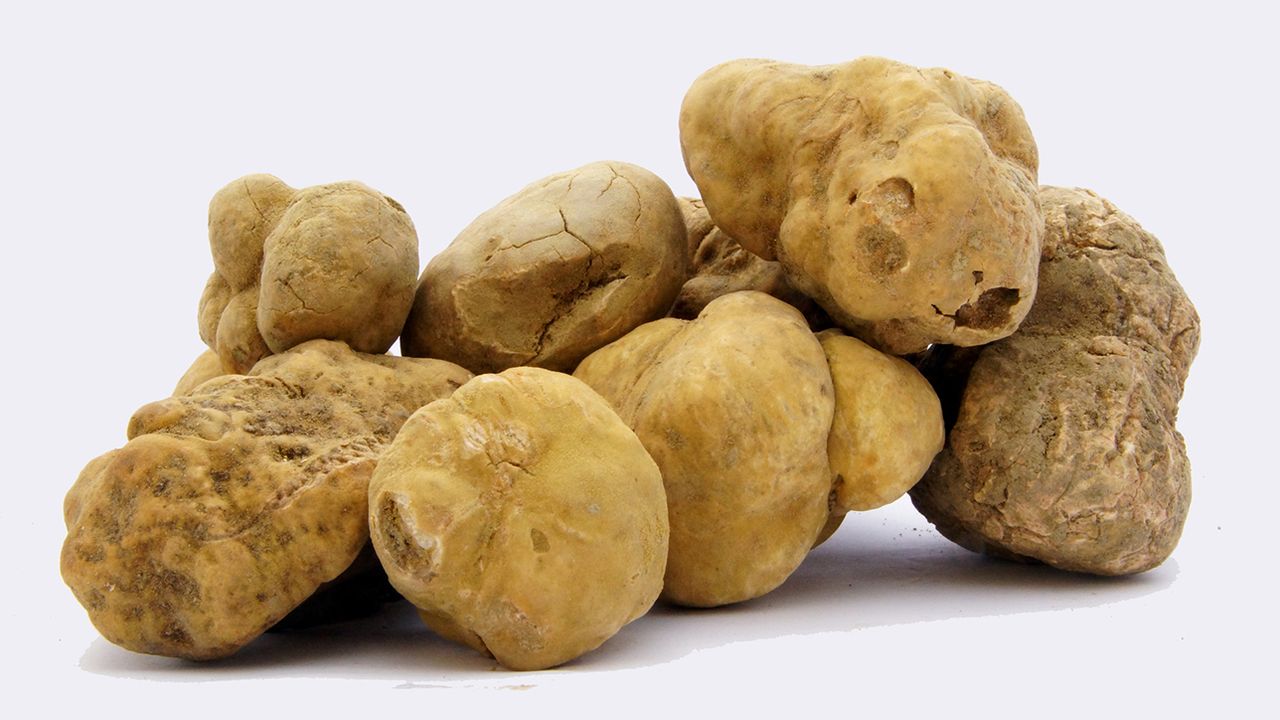 La truffe blanche (Tuber Magnatum) : où et comment la cultiver ?
