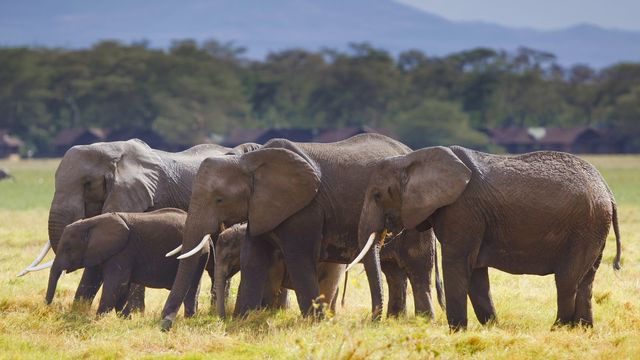 Des éléphants du parc national Amboseli, au Kenya. [DAI KUROKAWA - keystone]
