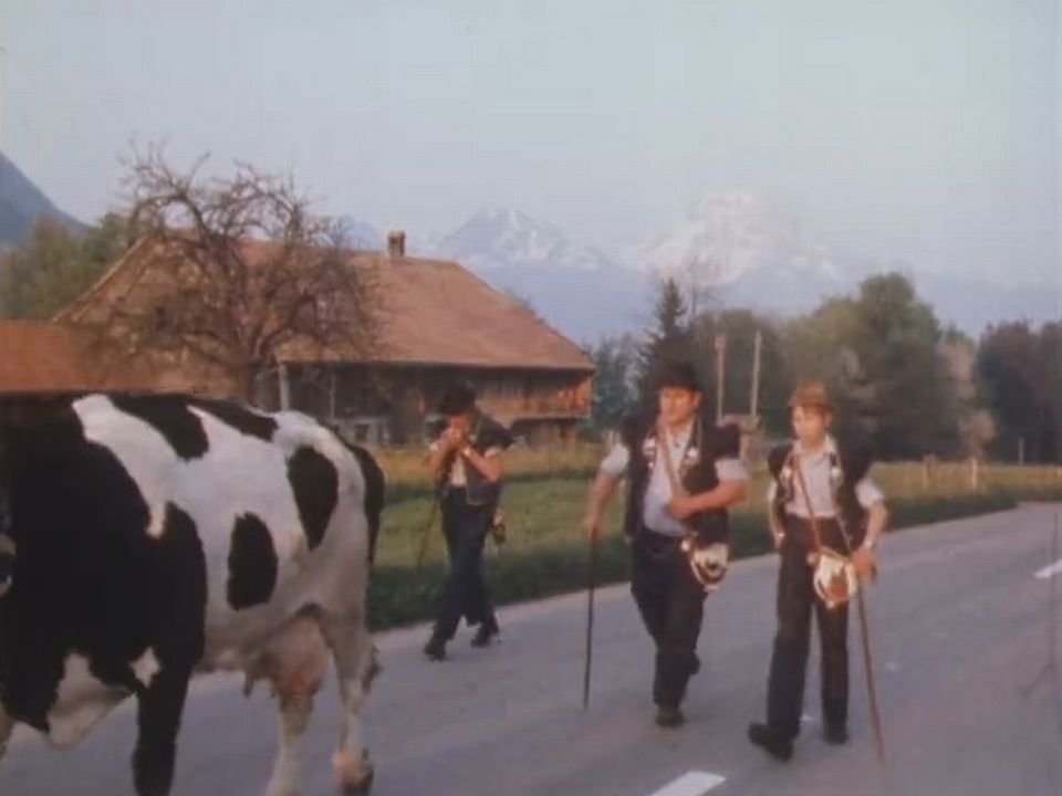 La montée à l'alpage. Gruyère, 1981. [RTS]