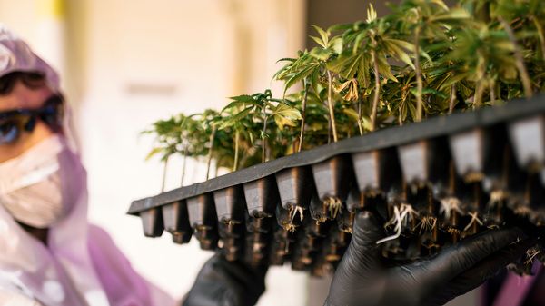 La Confédération propose de faciliter l'accès au cannabis médical en recourant à de simples prescriptions.