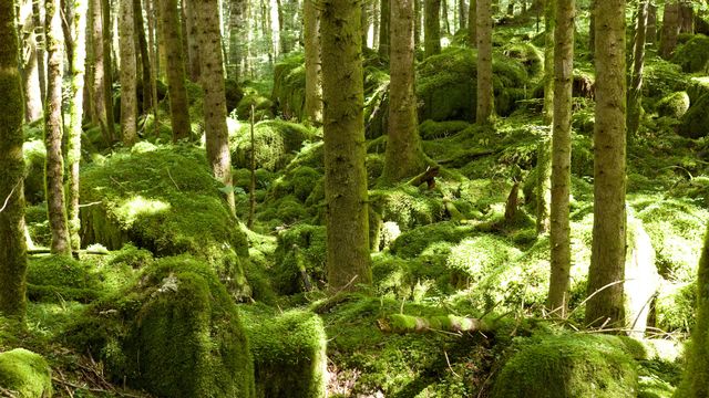 Une forêt près du Doubs, dans le canton du Jura (image d'illustration). [Martin Ruetschi - Keystone]