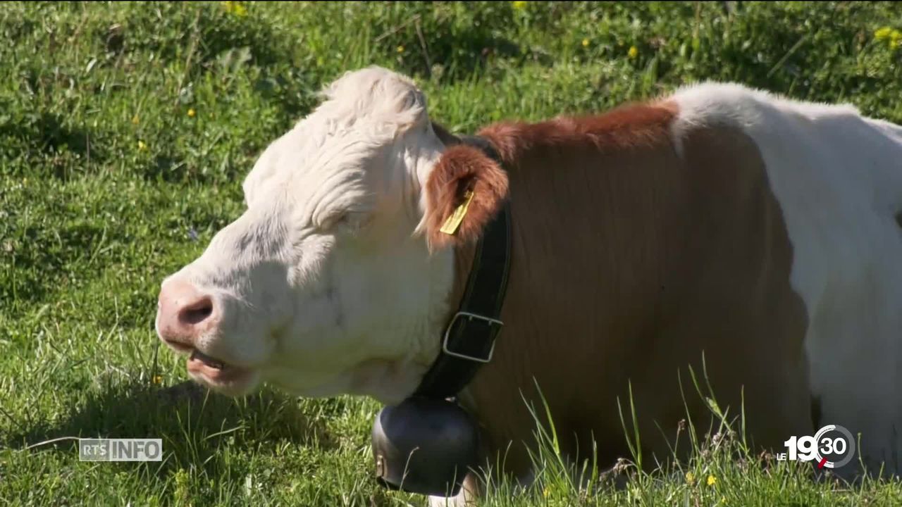 Réduire le méthane émis par les vaches grâce à des compléments alimentaires [RTS]