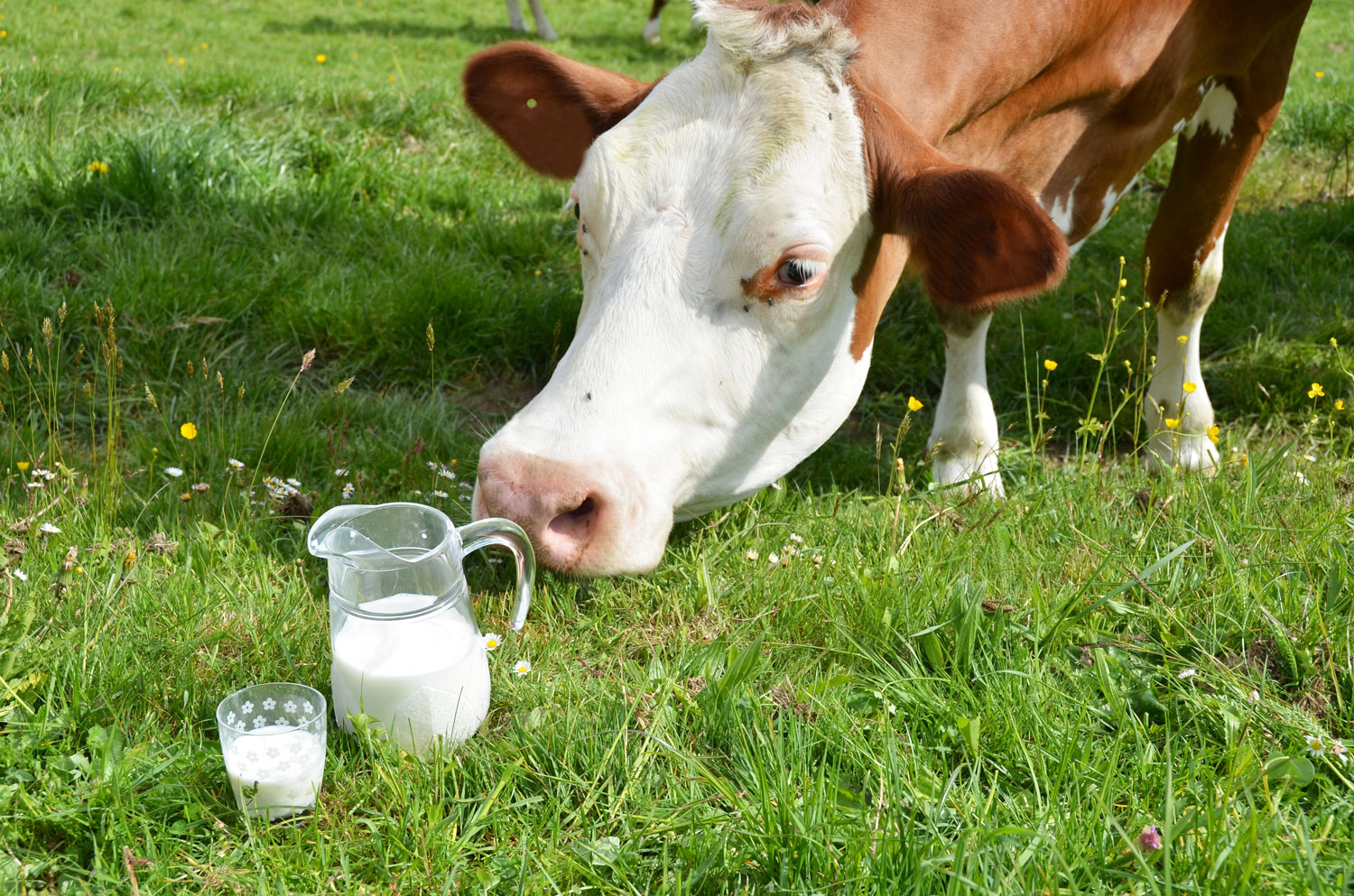 Почему у коровы теленок. Молоко. Коровье молоко. Молоко для телят. Корова для молока.