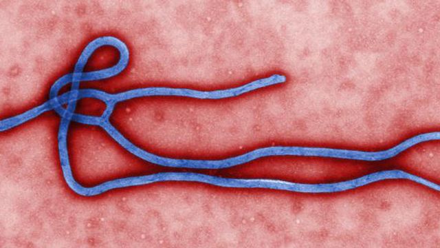 Le virus Ebola a déjà tué plus de 2000 personnes en RDC dans l'épidémie actuelle [AP Photo/CDC, File]