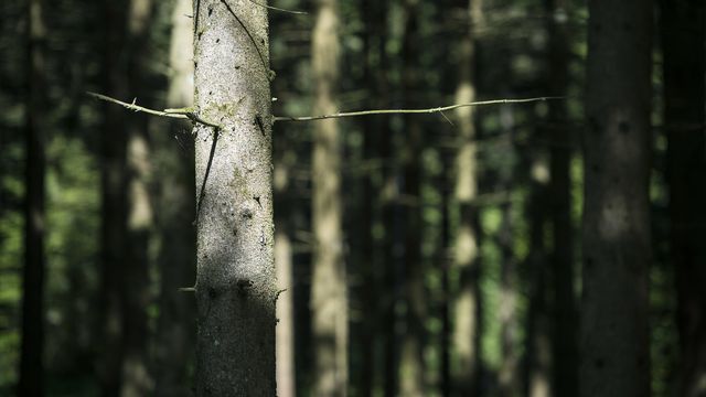 Des arbres sont photographiés dans les bois du Jorat lors de la présentation du projet de Parc national périurbain du Jorat samedi 10 mai 2014. [Jean-Christophe Bott - Keystone]