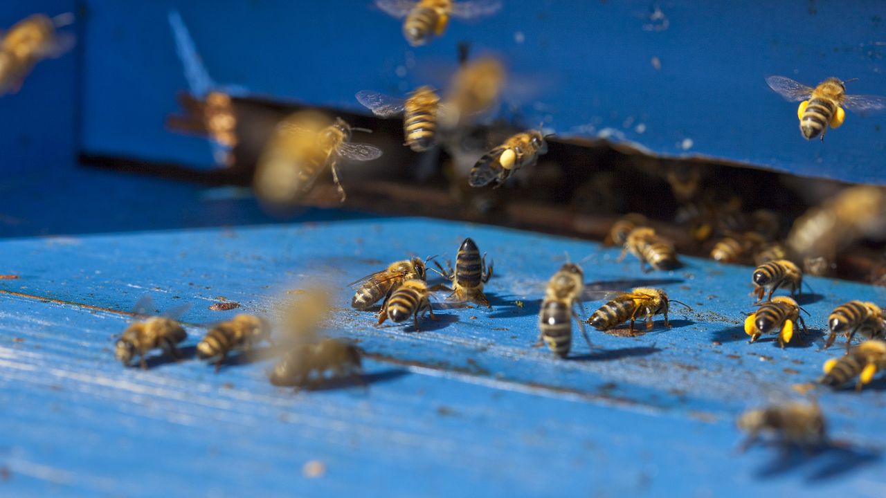 Des abeilles à l'entrée d'une ruche dans le canton de Bâle-Campagne. [Martin Ruetschi - Keystone]