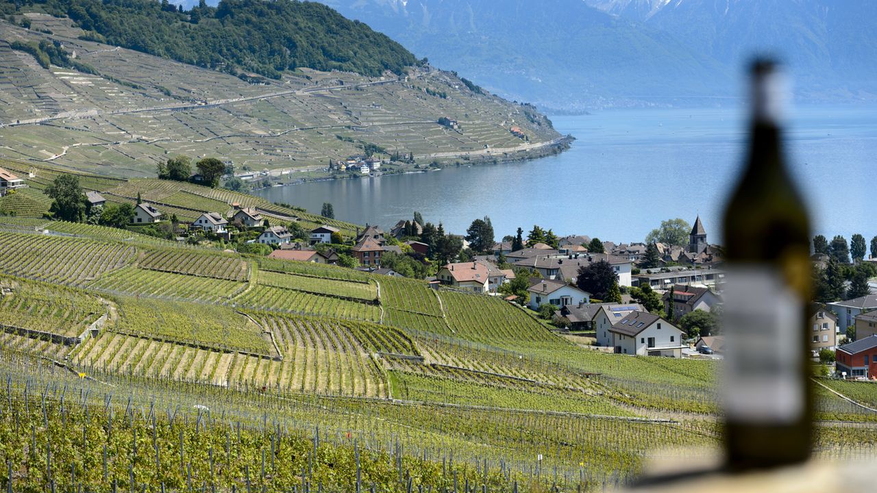 La production de vin blanc de Lavaux va baisser de 15% en 2019 (image d'illustration). [Laurent Gilliéron  - Keystone ]