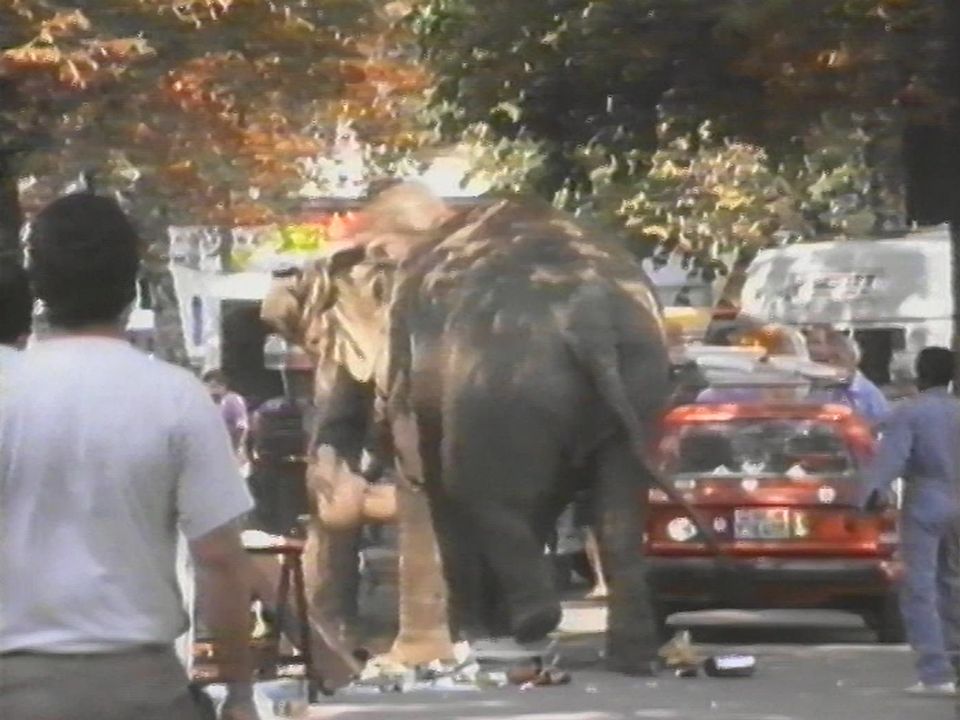 Deux éléphants échappés du cirque Knie en 1991. [RTS]