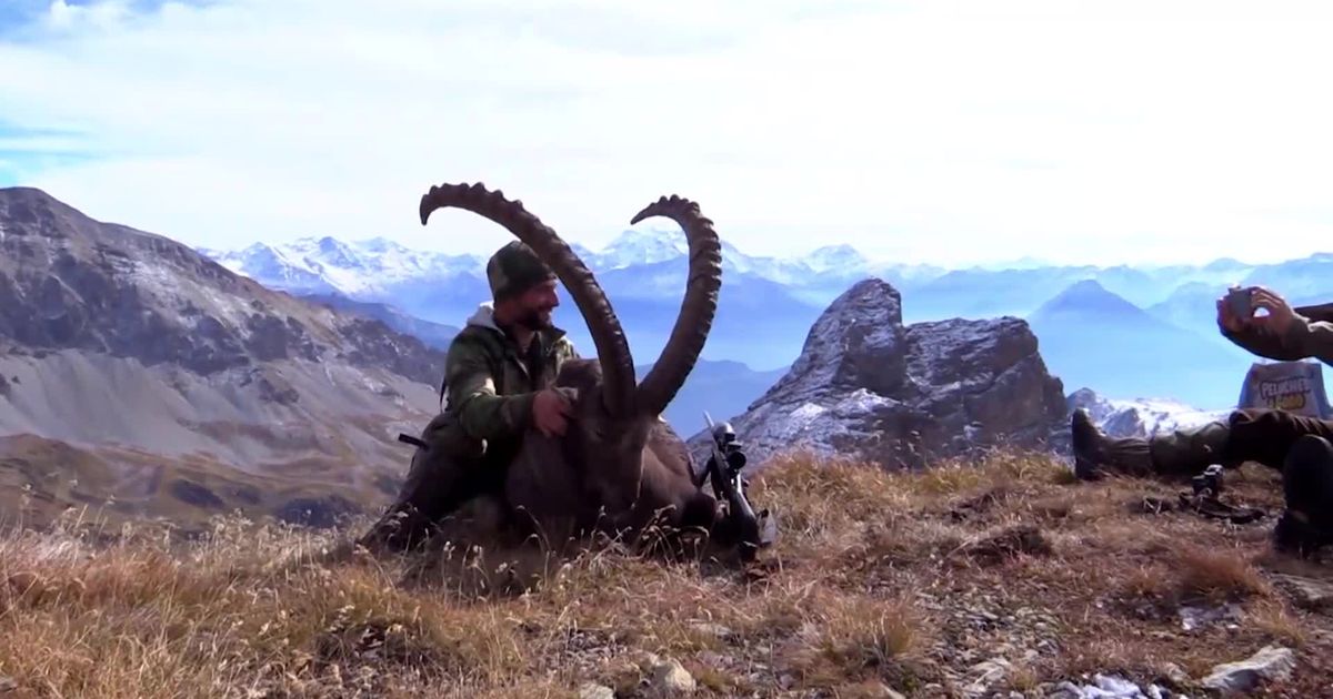 Safaris de chasse en Valais: 20'000 francs pour le tir d'un bouquetin