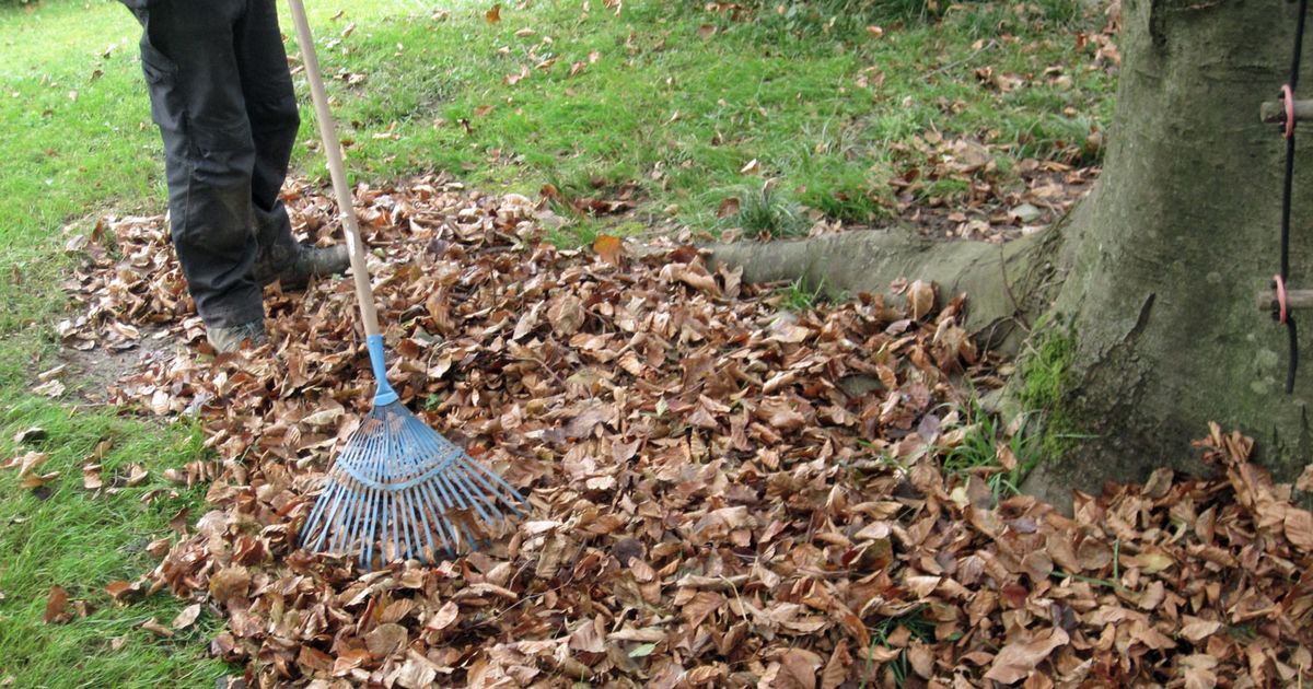 Ramasser les feuilles mortes sans peine : 3 solutions - L'Avenir
