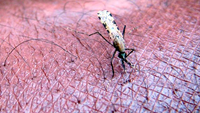 Le paludisme se propage par la piqûre de certaines espèces de moustiques anophèles. [Stephen Morrison - EPA/Keystone]