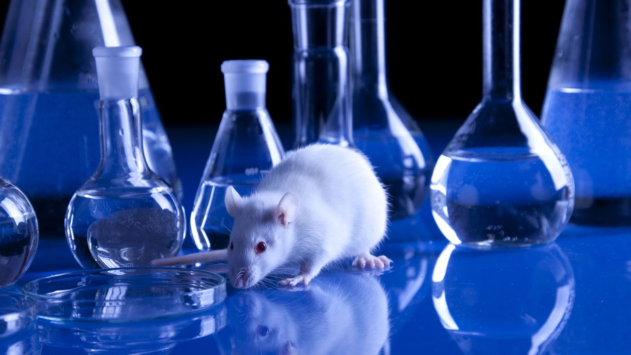 La souris est l'animal le plus utilisé dans l'expérimentation animale.
BrunoWeltmann
Depositphotos [BrunoWeltmann - Depositphotos]