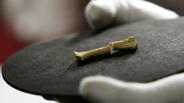Un troisième métatarse droit, un os du pied, trouvé en 2007 dans la Grotte de Callao, aux Philippines. [Bullit Marquez - Keystone/AP]