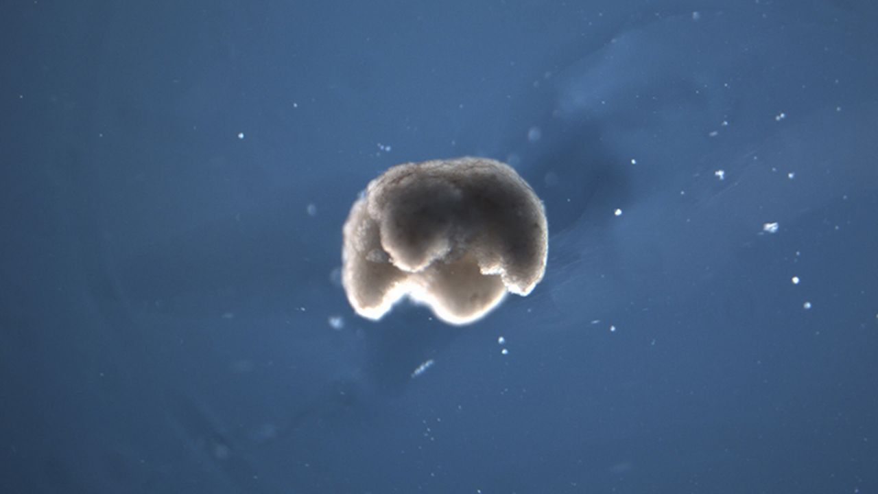 Le xénobot, un organisme quadrupède manufacturé par l'Homme avec des cellules souches de grenouille. Il est un tout petit peu plus petit qu'une tête d'épingle avec son diamètre de 650 à 750 microns. [Douglas Blackiston - Tufts University]