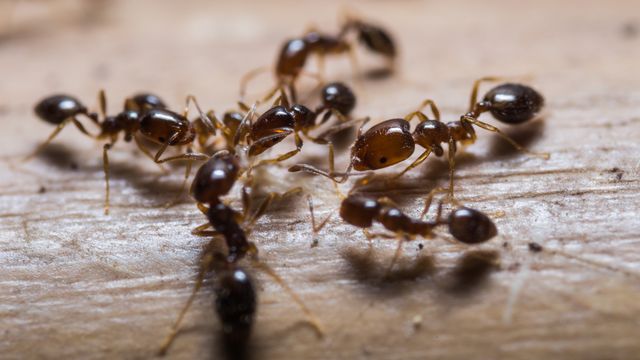 Les fourmis sont des animaux sociaux.
mathisa
Depositphotos [mathisa - Depositphotos]