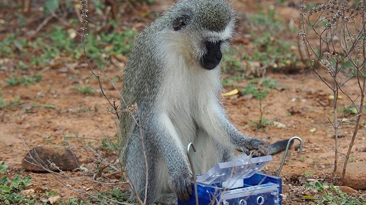 Le singe Vervet, ici dans son habitat naturel en Afrique du Sud, cherche à extraire un morceau de pomme d'une boîte pouvant s'ouvrir de deux manières différentes (couvercle ou tiroir). [Charlotte Canteloup - DEE-UNIL]