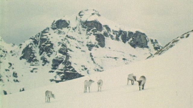 Des rennes aperçus en Valais [RTS]