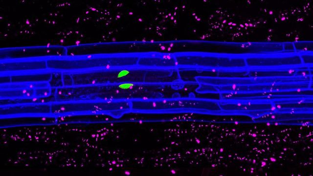 Image en 3D d’une racine d’Arabette des dames (en bleu), entourée de bactéries commensales (en rouge). Une forte réponse immunitaire (en vert) n’a lieu que dans la région lésée. [Feng Zhou - DBMV-UNIL]