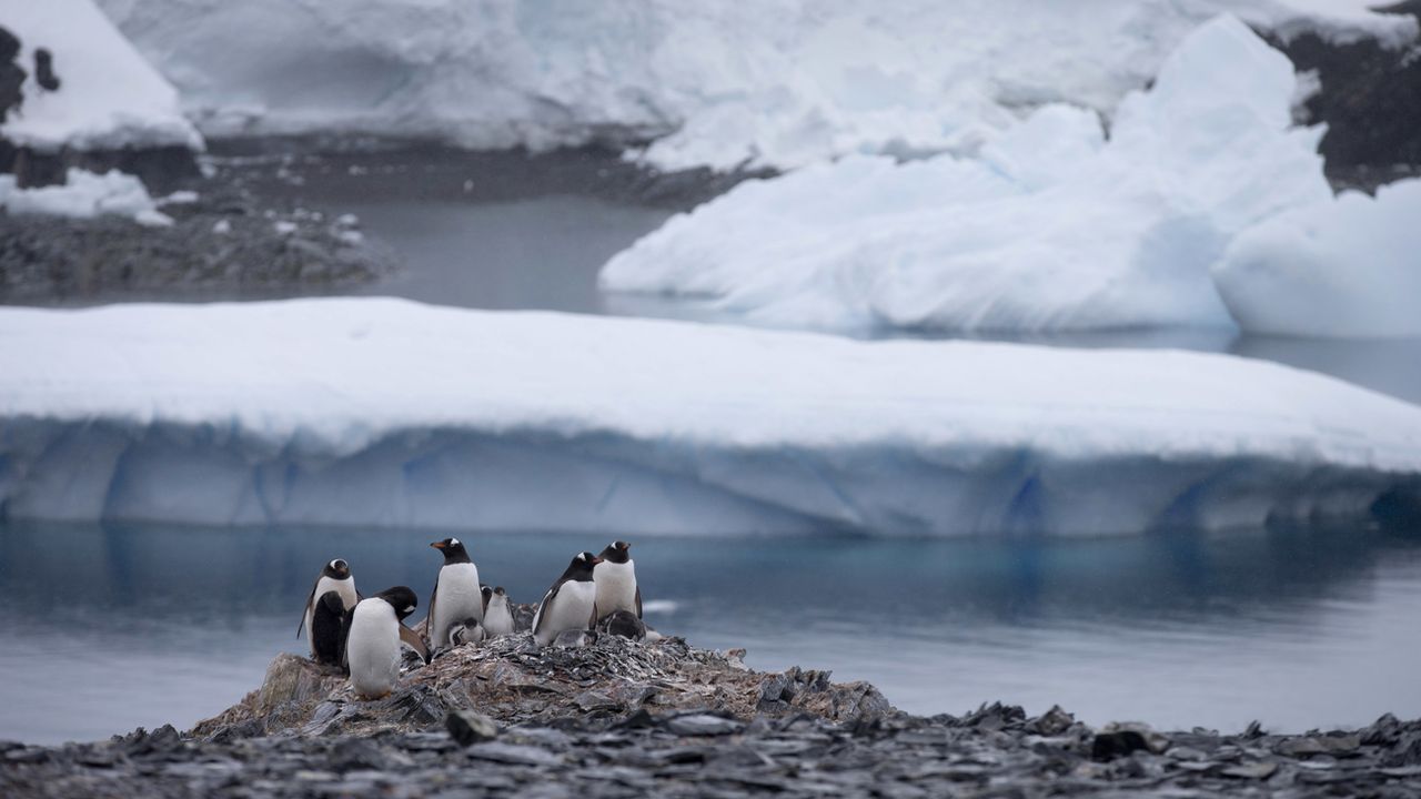 Des pingouins Gentoo non loin de la station Bernardo O'Higgins, en Antarctique, le 22 janvier 2015. [Natacha Pisarenko - Keystone/ap photo]