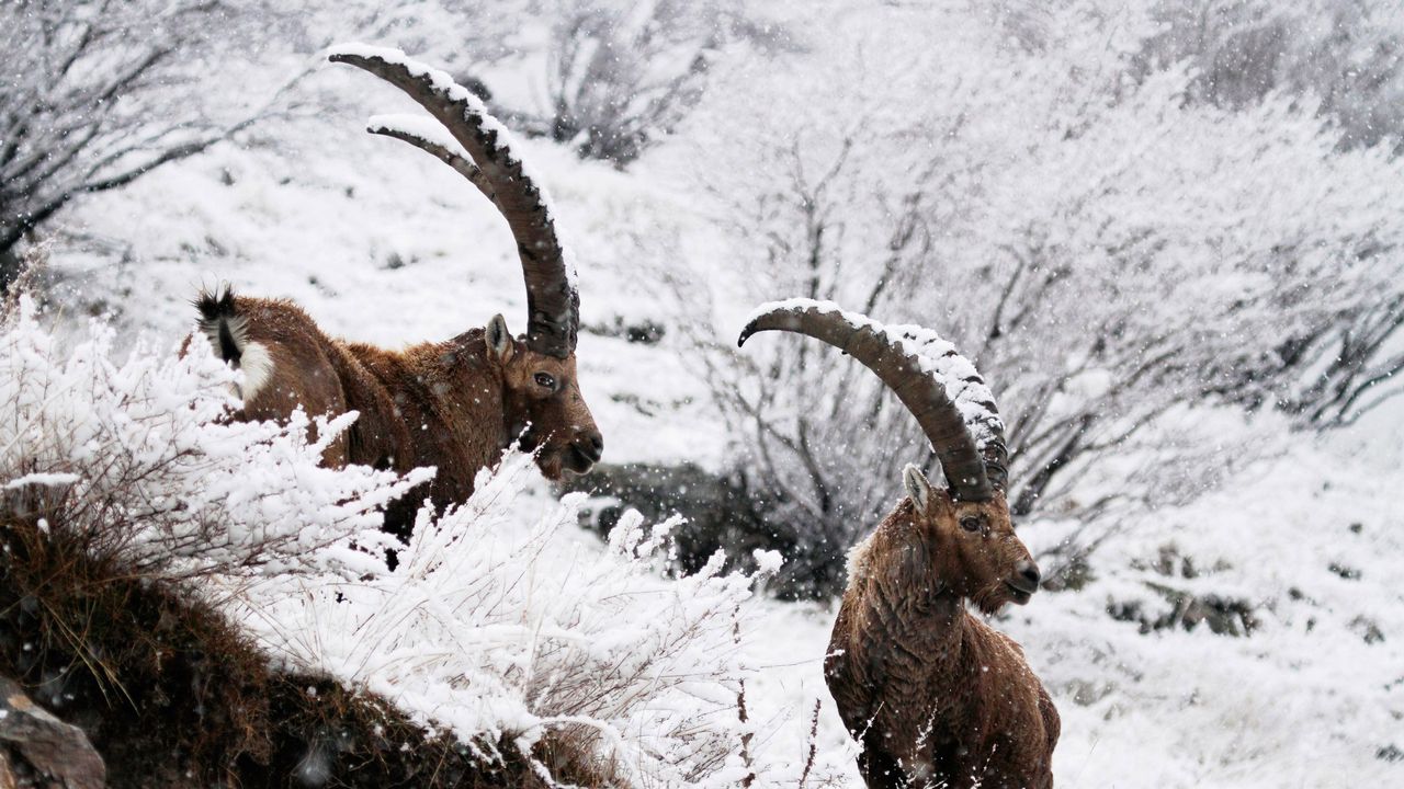 Deux bouquetins des Alpes... alpine ibex, de leur nom latin.