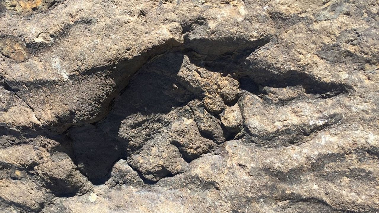 Une des empreintes d'Isochirotherium herculis, sur la piste de La Veudale, en Valais. [A. Muller - Muséum d'histoire naturelle de Genève]