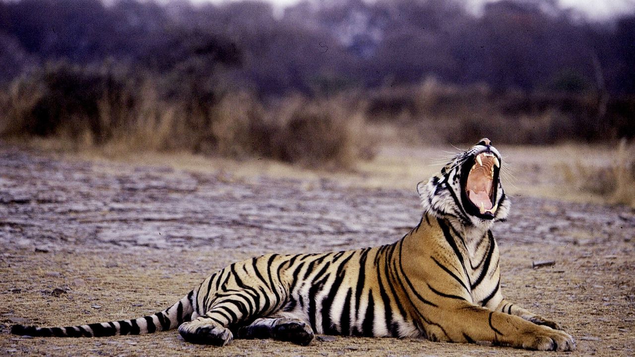 Un tigre photographié dans la réserve de Ranthambore, au Rajasthan. [Aditya Singh - AFP]