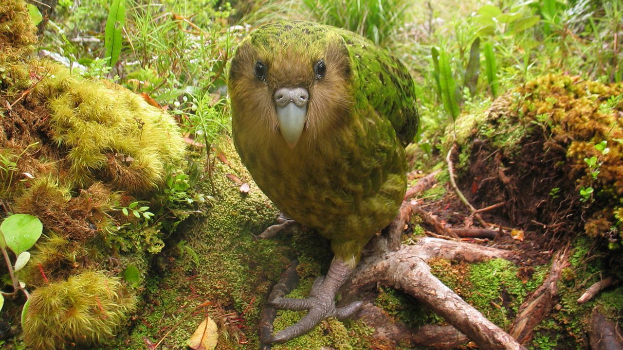 Le kakapo, le plus lourd des perroquets, et aussi le seul qui ne vole pas. [Shane McInnes - DOC]