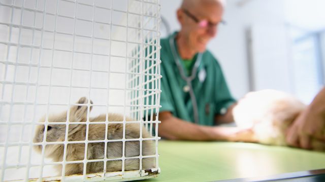Les vétérinaires sont prêts à soutenir le personnel médical face à la pandémie. [Laurent Gilliéron - Keystone]