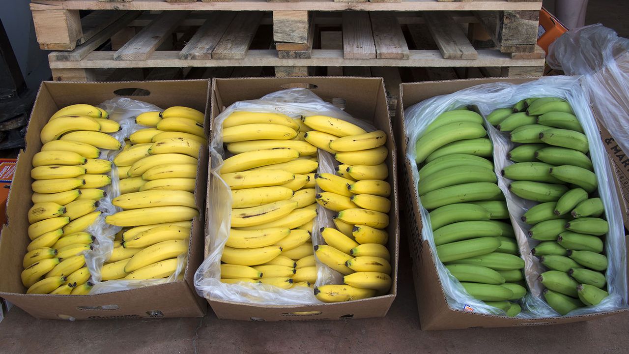 De la cocaïne est régulièrement retrouvée dans des cartons à bananes en Europe (image d'illustration). [Helene Valenzuela - AFP]