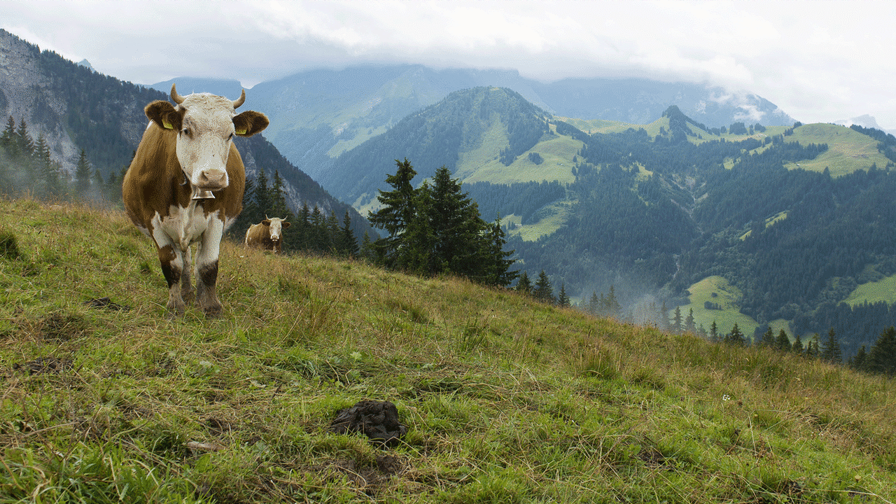 Dès, demain, le 1er juillet, le domaine du droit alimentaire suisse va changer. Les animaux pourront être tués à la ferme ou au pré. Des denrées alimentaires afficheront la notion " sans OGM " et le consommateur sera mieux informé sʹil achète par exemple un œuf importé produit de manière illégale en Suisse.  [ANTHONY ANEX - Keystone]