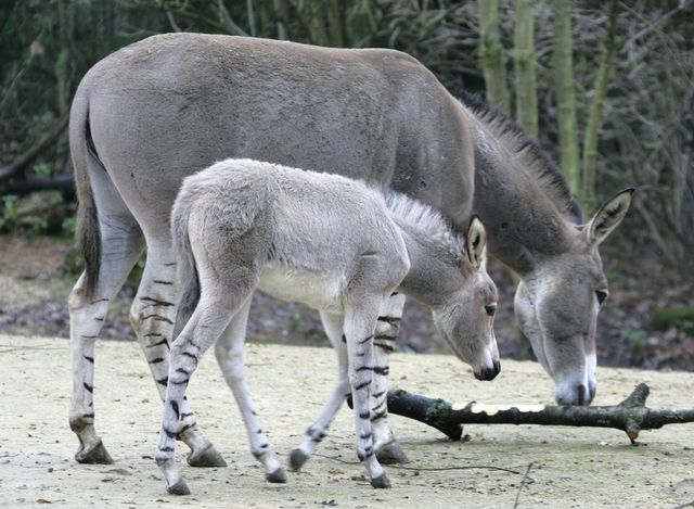 There are only 300 Somali wild donkeys left in the world, half of them in zoos.  Basel takes care of this species for the World Association of Zoos and Aquariums (WAZA). [Keystone]
