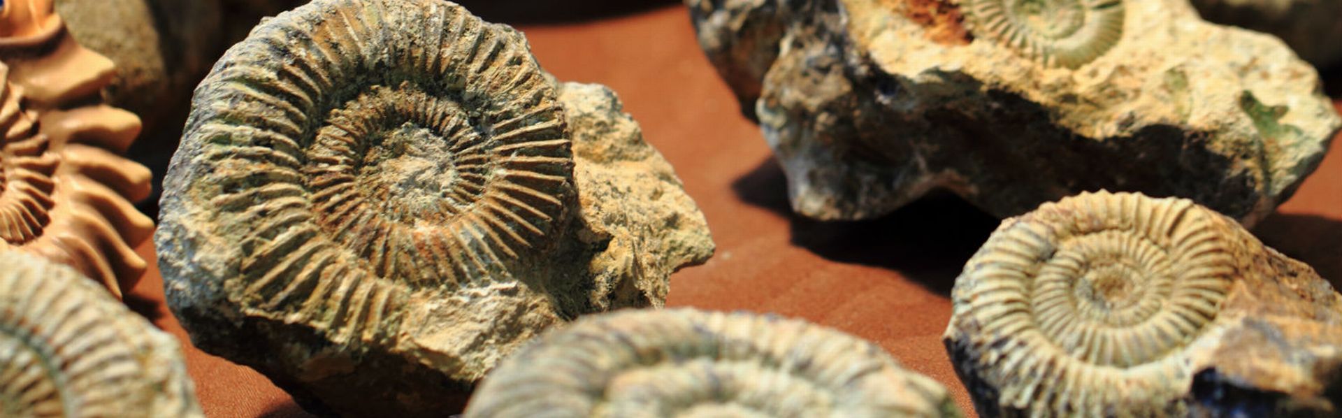 Le dossier sur les fossiles de RTS Découverte. [© jonnysek - Fotolia]