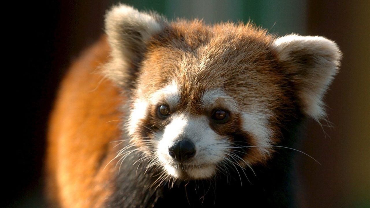 Le panda roux est menacé par la déforestation et d'autres activités humaines. [Cezardo de Luca - Keystone/EPA]