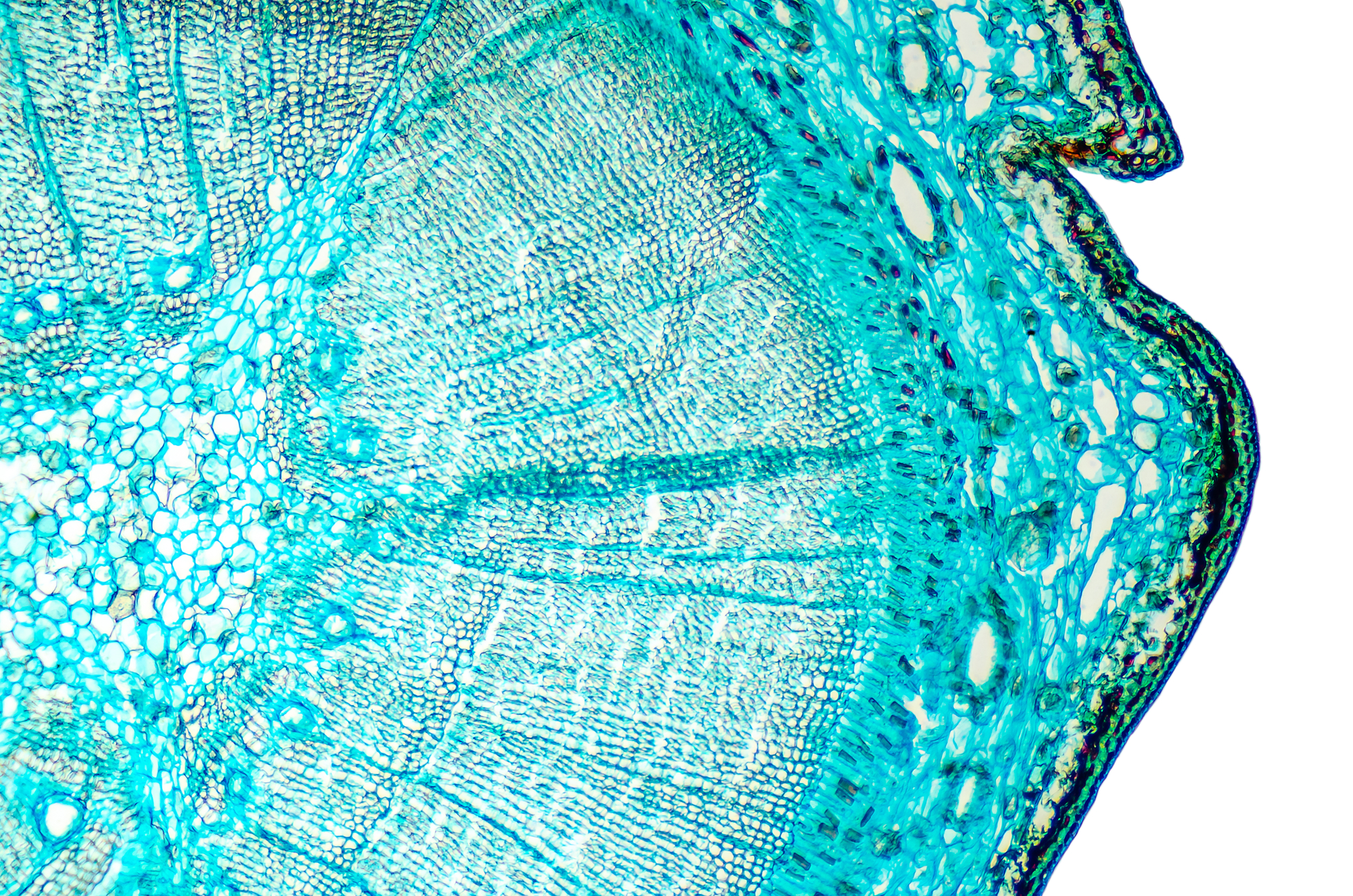 Une coupe d'arbre au microscope.