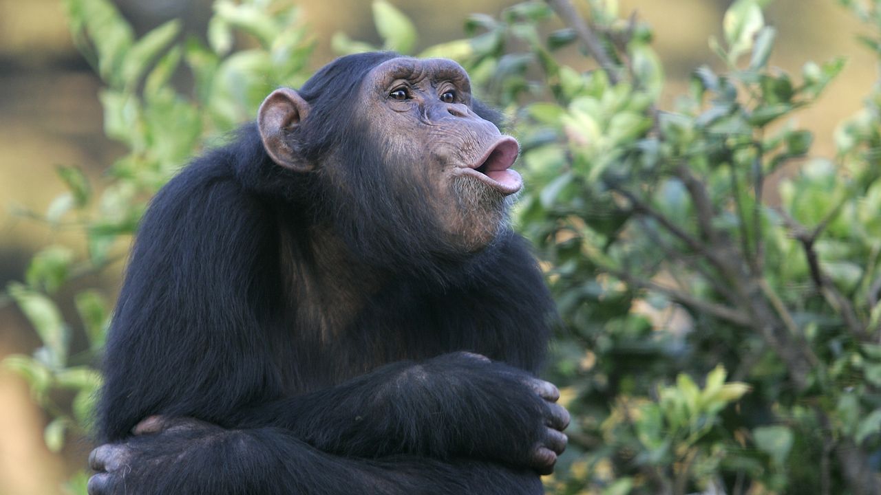 Les chercheurs ont étudié les capacités de plusieurs espèces de primates, dont les chimpanzés. [Ixaterra - Fotolis]