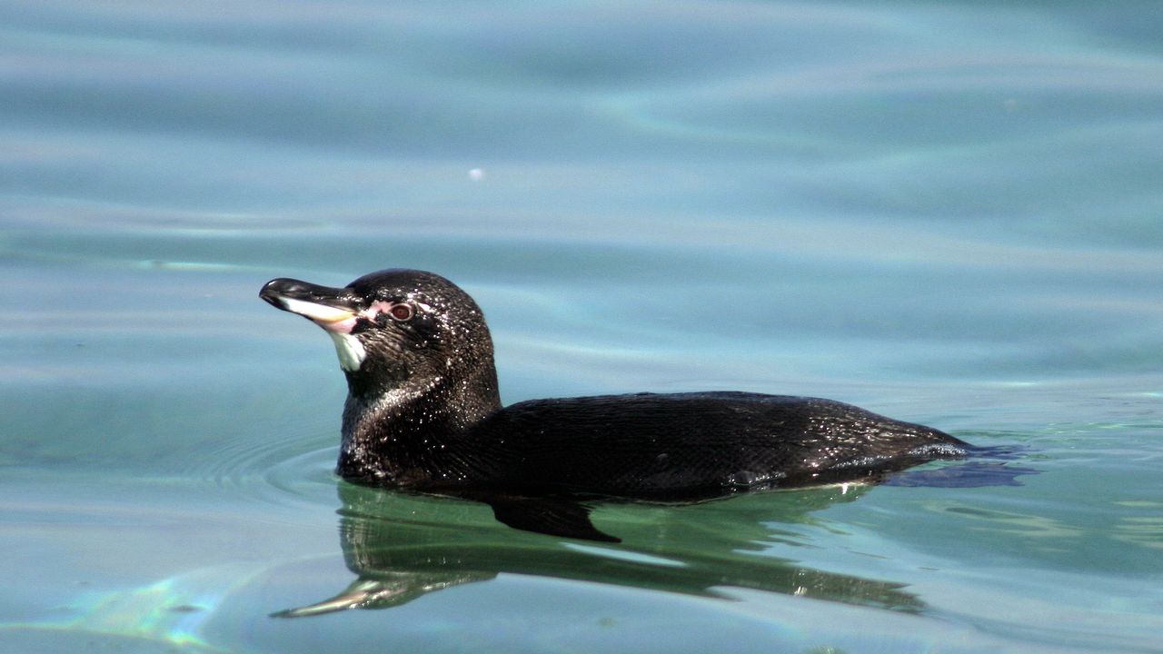 Un pingouin des Galápagos (Spheniscus mendiculus) nageant sur l'île Isabela. [Wikipedia - DR]