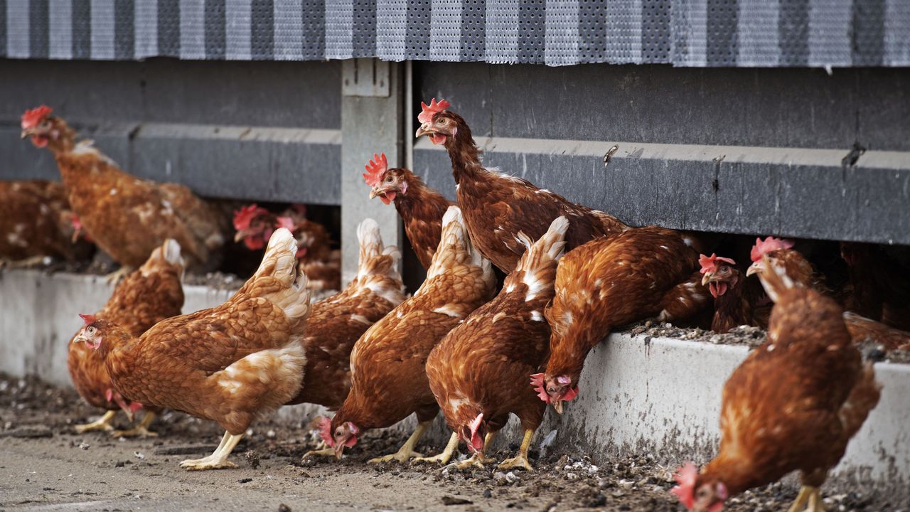 La France et la Suisse craignent un regain de grippe aviaire sur leurs territoires. [Olaf Kraak - afp]